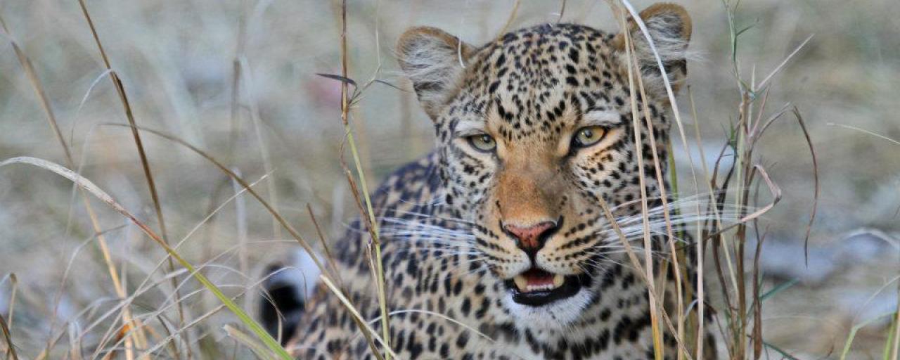Leopard leopardo exploringafrica safariadv rominafacchi leopard