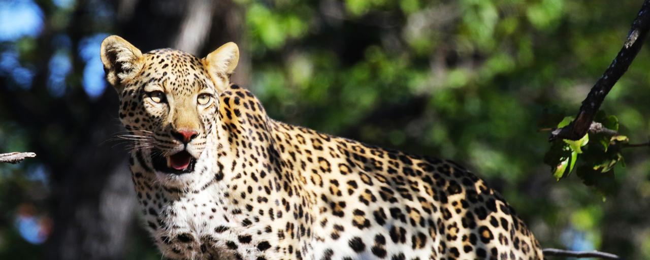 botswana safari leopard moremi africa africa safariadv exploringafrica romina facchi travel viaggi