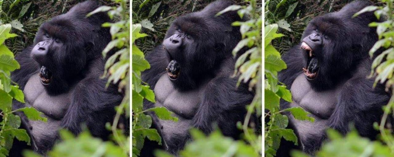 Mountain gorilla uganda rwanda gorilla exploringafrica safariadv travel