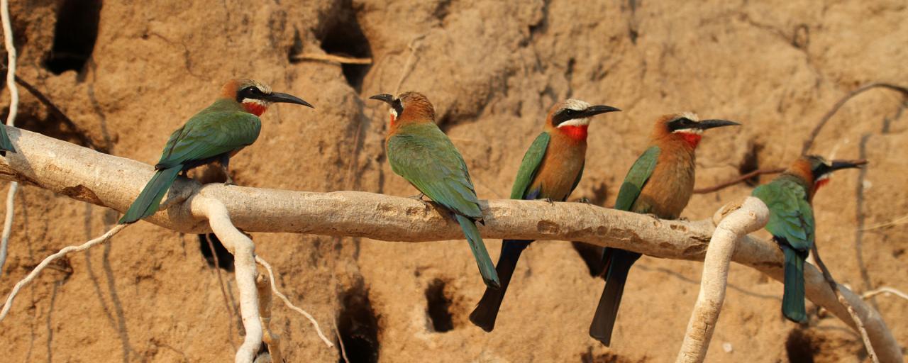 Selous Game Reserve: bee-eater tanzania ngorongoro serengeti tarangire manyara exploringafrica safariadv romina facchi travel safari
