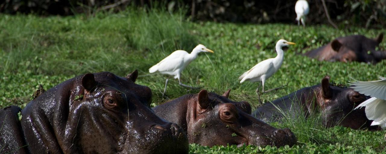 Bijagos guinea orange Bijagos exploring africa safariadv
