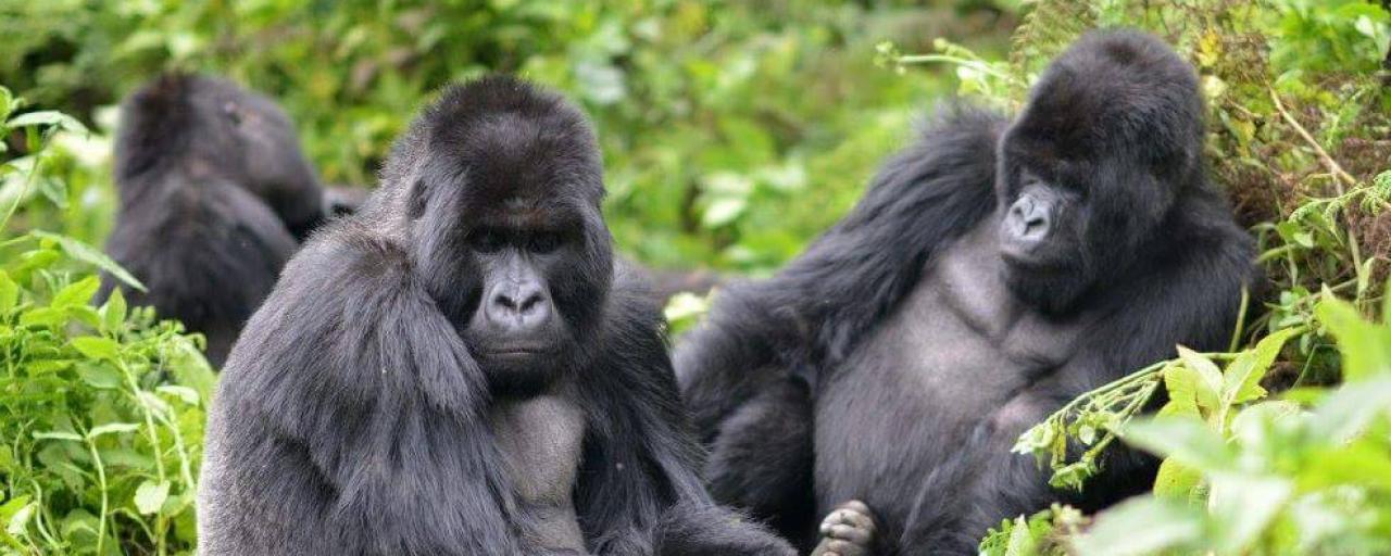 Rwanda: Mountain Gorillas rwanda exploringafrica safariadv travel trekking gorilla