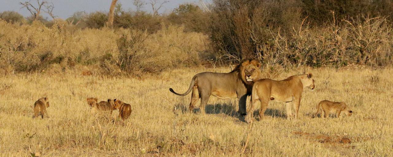 botswana south africa exploringafrica safariadv romina facchi travel chobe savuti moremi okavango