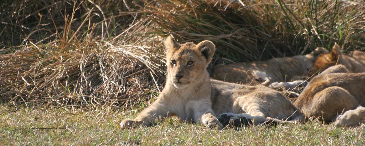 exploringafrica lions  cub safariadv moremi botswana romina facchi tanzania