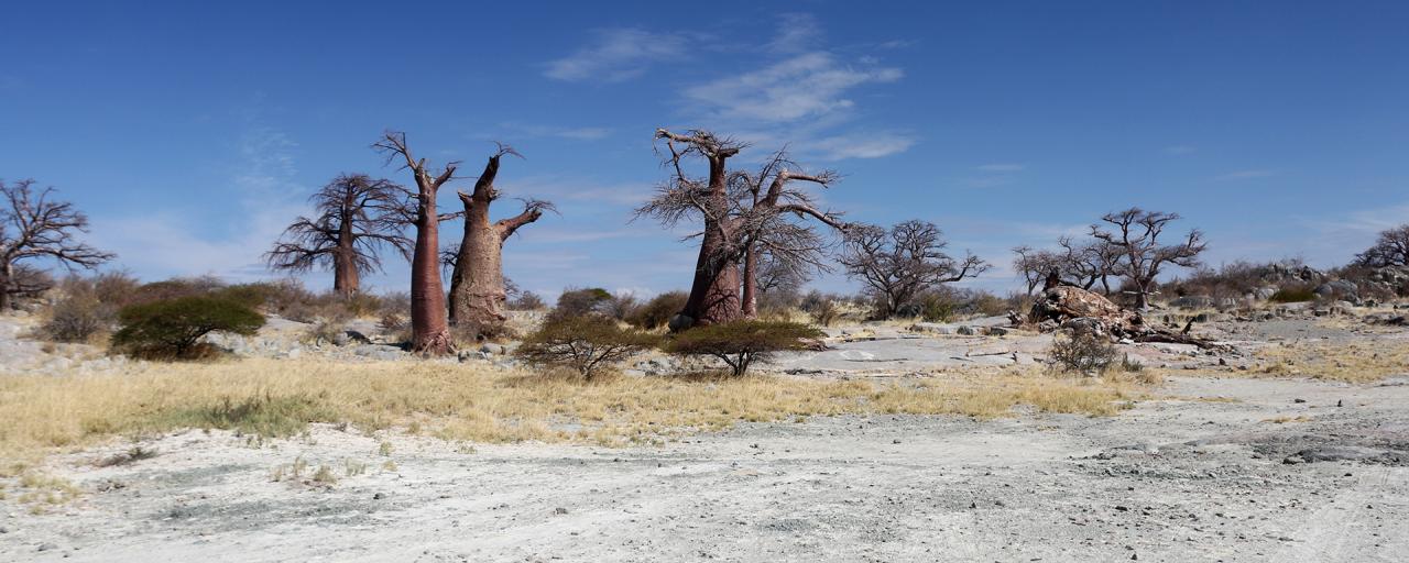 botswana safari kubu island africa safariadv exploringafrica romina facchi