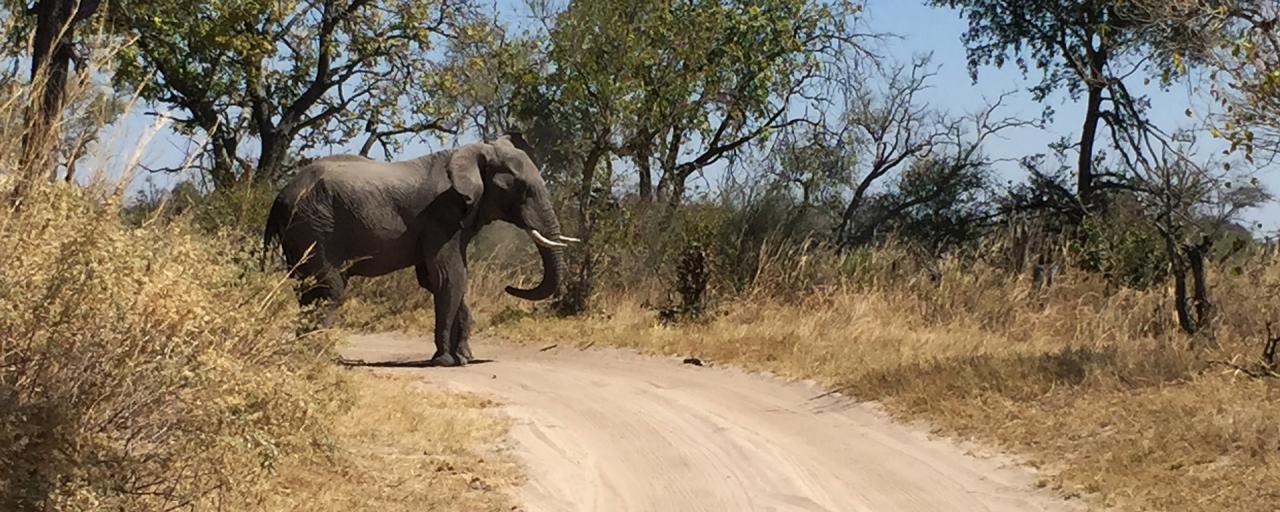 moremi botswana exploringafrica safariadv romina facchi elephant safari gamedrive travel