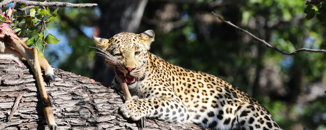 moremi leopard exploringafrica safariadv romina facchi botswana safari