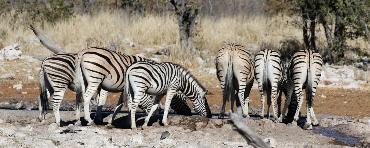 namibia etosha safariadv exploringafrica rominafacchi zebras