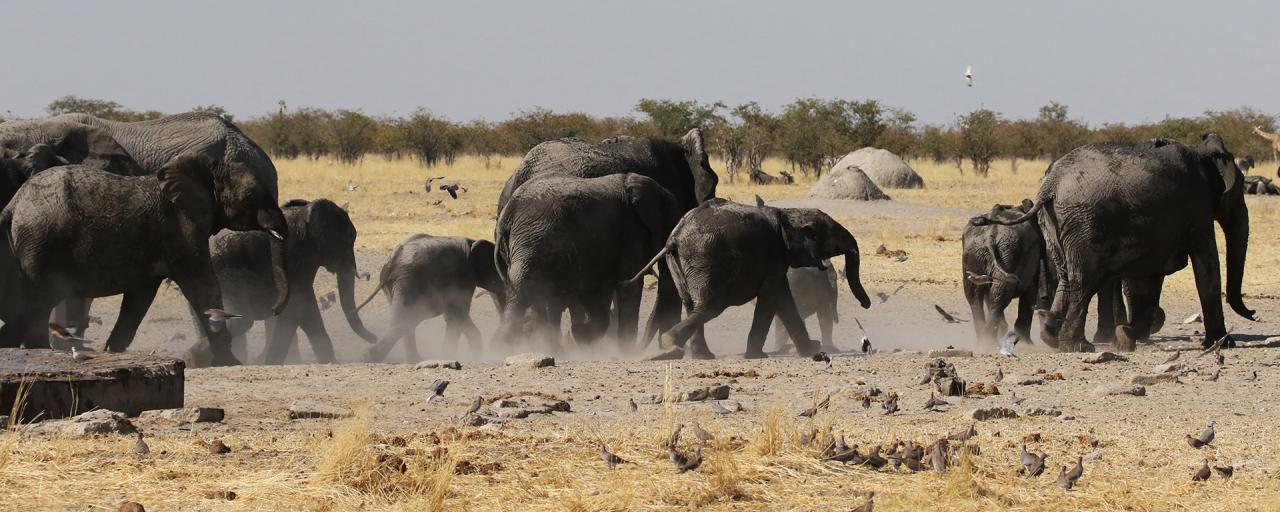 namibia etosha safariadv exploringafrica romina facchi elephant