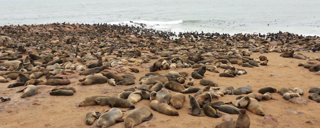 cape cross romina facchi exploringafrica safariadv namibia