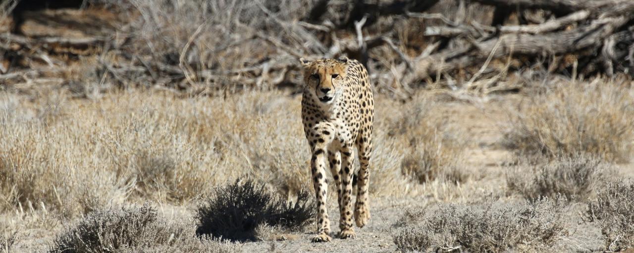 kgalagadi namibia exploringafrica safariadv romina facchi travel safari