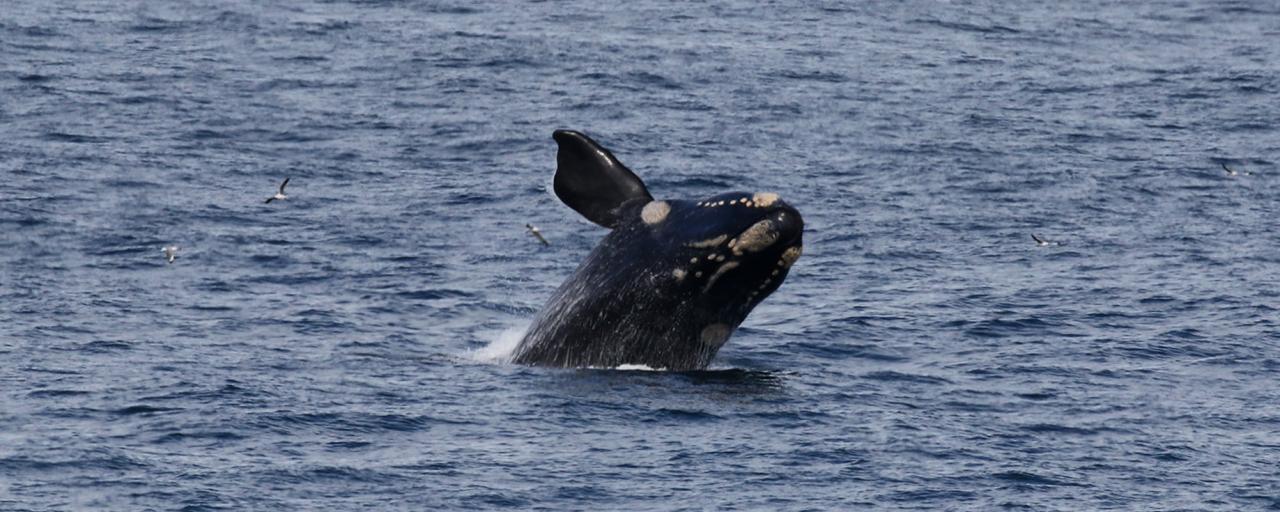 hermanus southafrica whale exploringafrica safariadv romina facchi