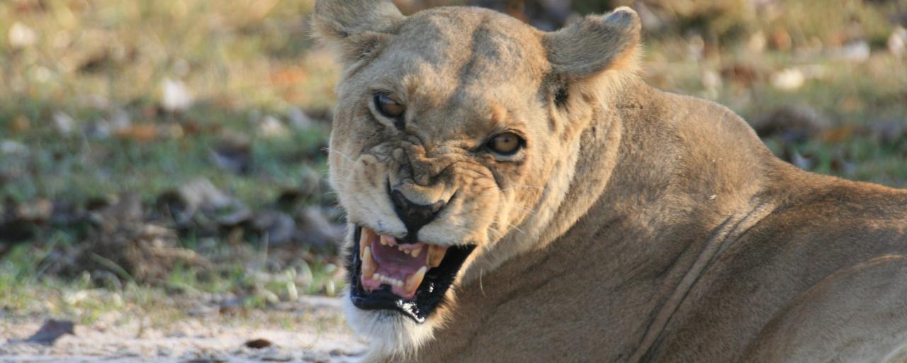 angry lion leonessa moremi game reserve delta okavango botswana