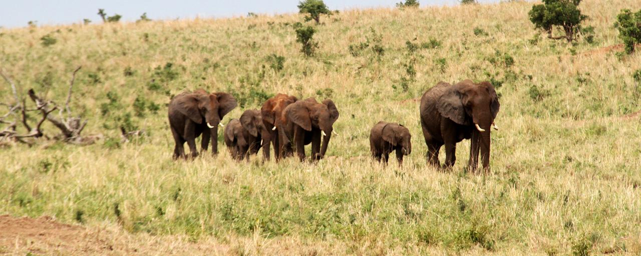 elefanti zimbabwe exploringafrica safariadv romina facchi