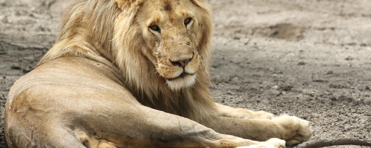 exploringafrica safriadv romina facchi travel lion safari