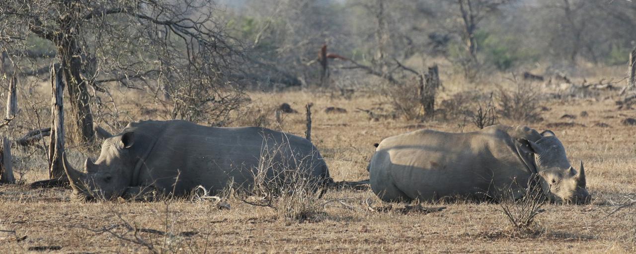 south africa sudafrica exploringafrica safariadv kruger rhino safari travel