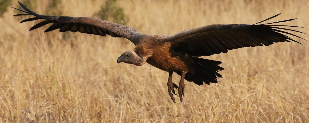 south africa sudafrica exploringafrica safariadv kruger vulture safari travel