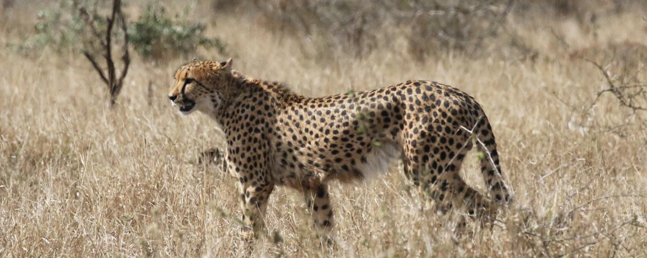 Safari At The Kruger From Crocodile Bridge To Lower Sabie And Surroundings Exploring Africa