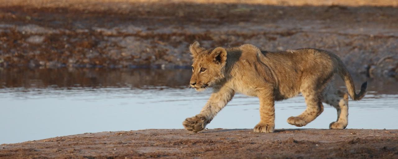 Savuti: Lion cub botswana south africa exploringafrica safariadv romina facchi travel chobe savuti moremi okavango