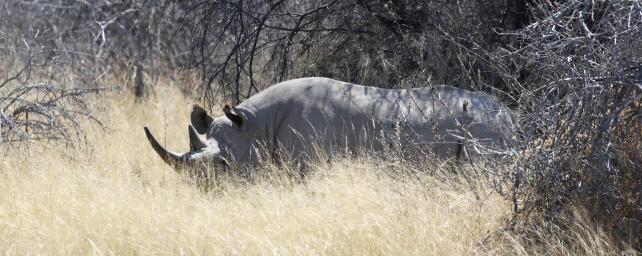 Khama Rhino Sanctuary: Black Rhino botswana safari rhino africa safariadv exploringafrica romina facchi