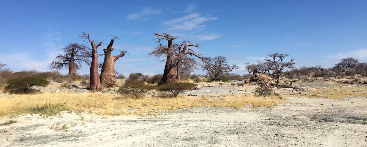 Kubu Island botswana safari kubu island africa safariadv exploringafrica romina facchi