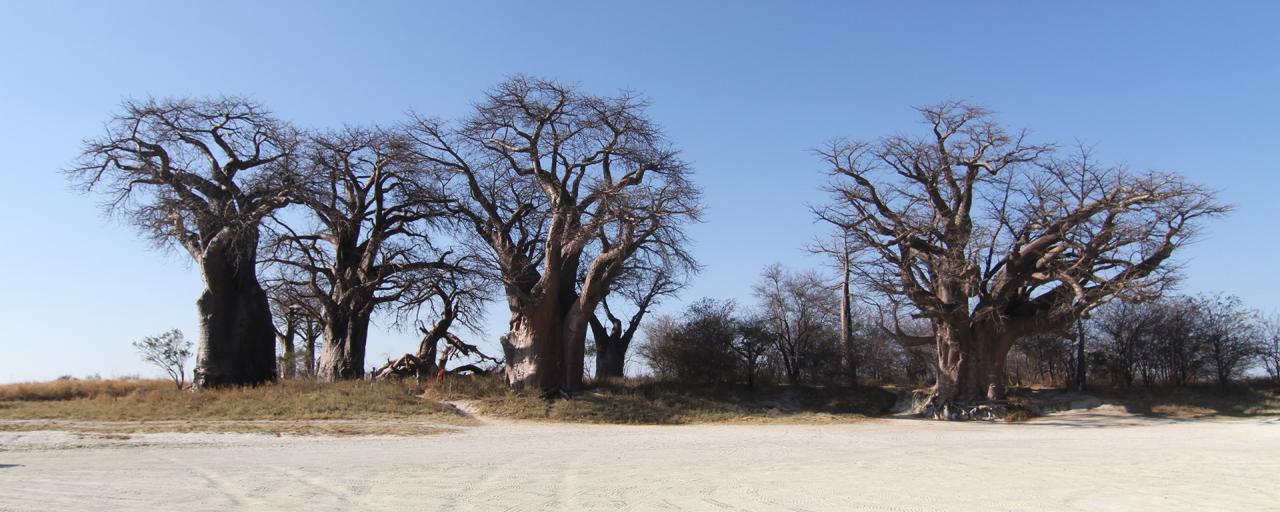 Nxai Pan: Baines Baobab nxai pan botswana exploringafrica safariadv romina facchi travel safari baobab
