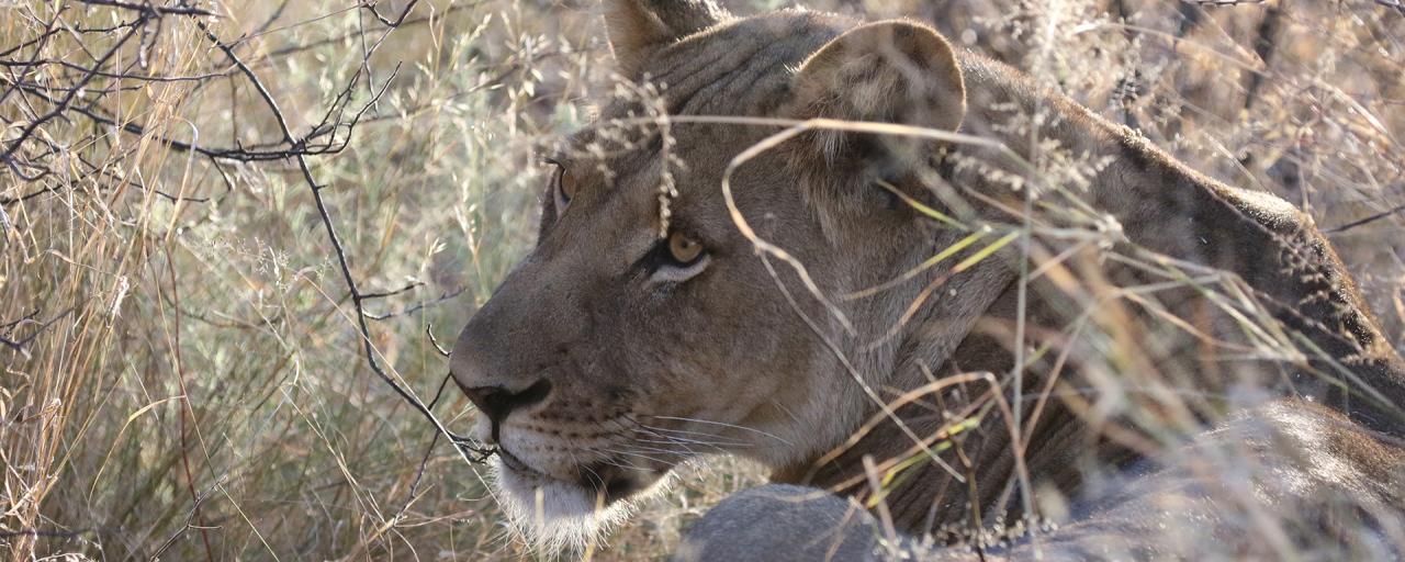 Central Kalahari Game Reserve: Lion ckgr kalahari exploringafrica safariadv botswana romina facchi lion travel safari