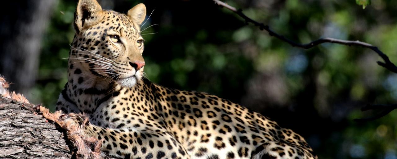 Moremi Game Reserve: Leopard moremi botswana exploringafrica safariadv romina facchi safari gamedrive travel