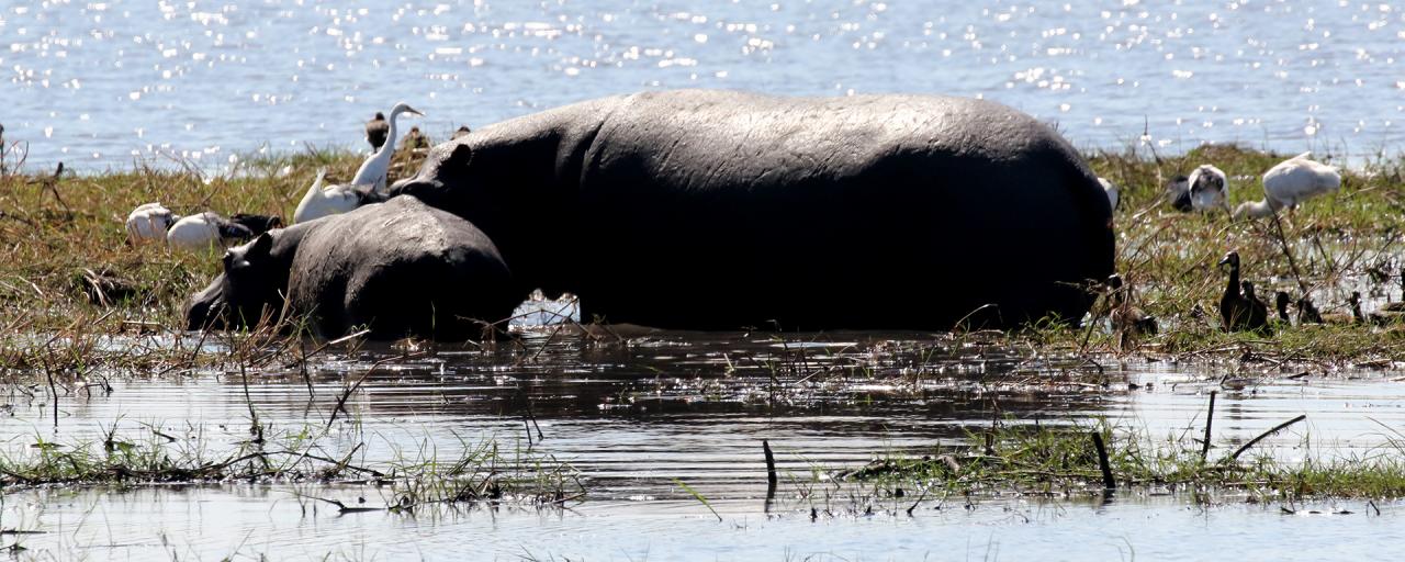 namibia exploringafrica safariafv safari romina facchi mahango travel 