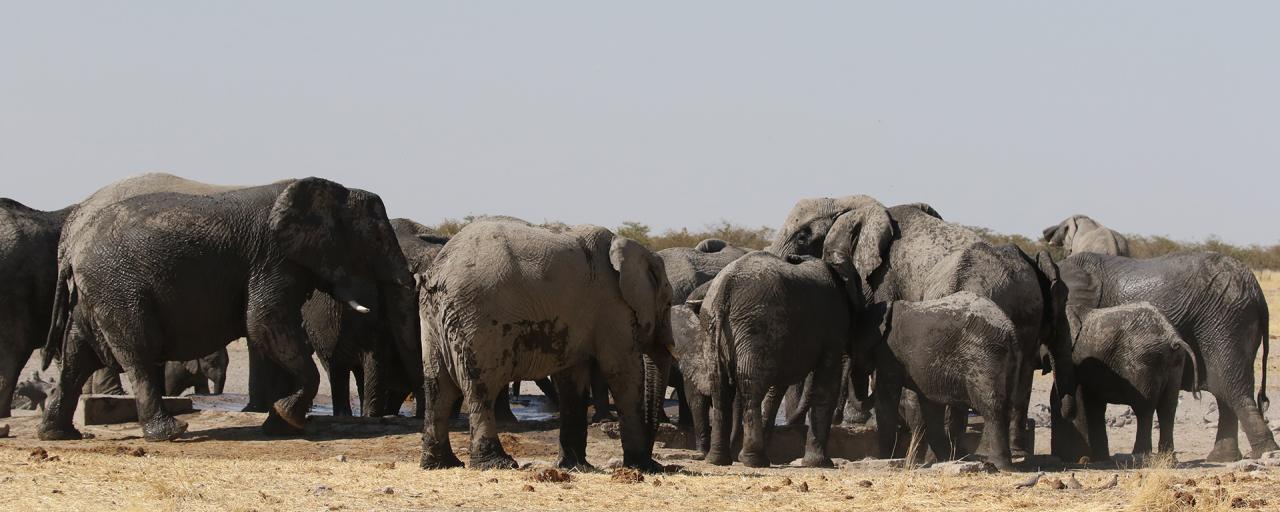 Etosha National Park: elephants exploringafrica safariadv namibia etosha romina facchi