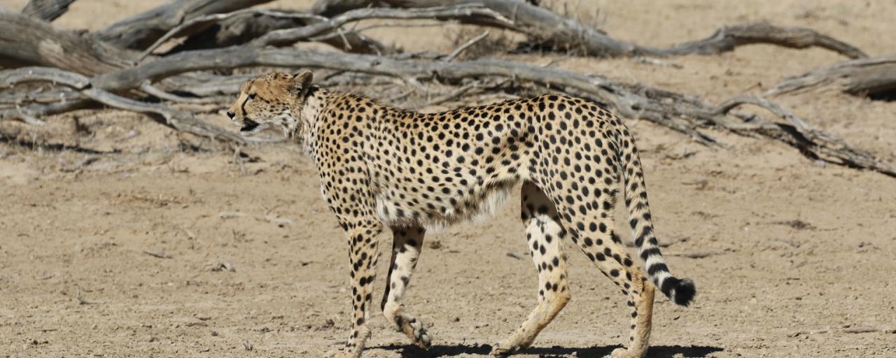 Kgalagadi: Cheetah south africa exploringfrica safariadv kgalagadi rominafacchi travel cheetah