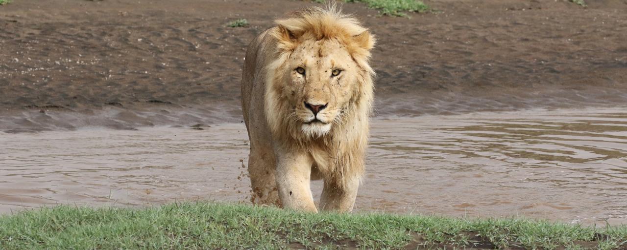 Serengeti National Park: Lion at Ndutu area tanzania ngorongoro serengeti tarangire manyara exploringafrica safariadv romina facchi travel safari
