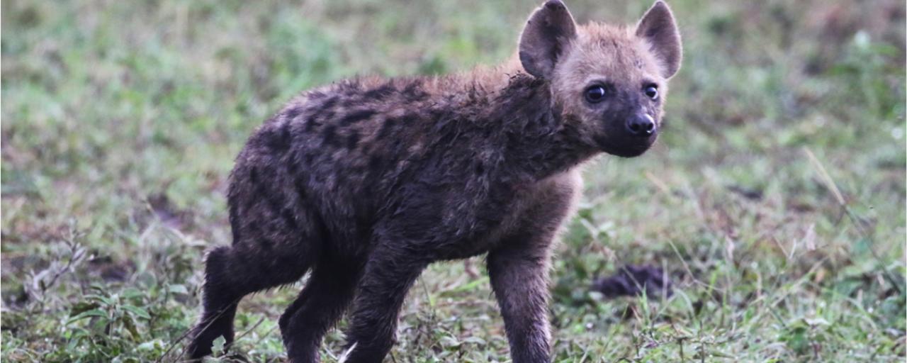 Serengeti National Park: Hyena tanzania ngorongoro serengeti tarangire manyara exploringafrica safariadv romina facchi travel safari