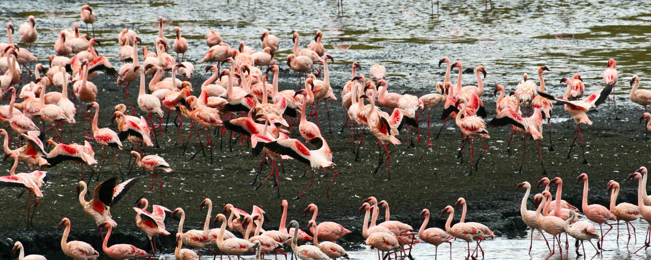 Arusha National Park: Flamingos tanzania ngorongoro serengeti tarangire manyara exploringafrica safariadv romina facchi travel safari