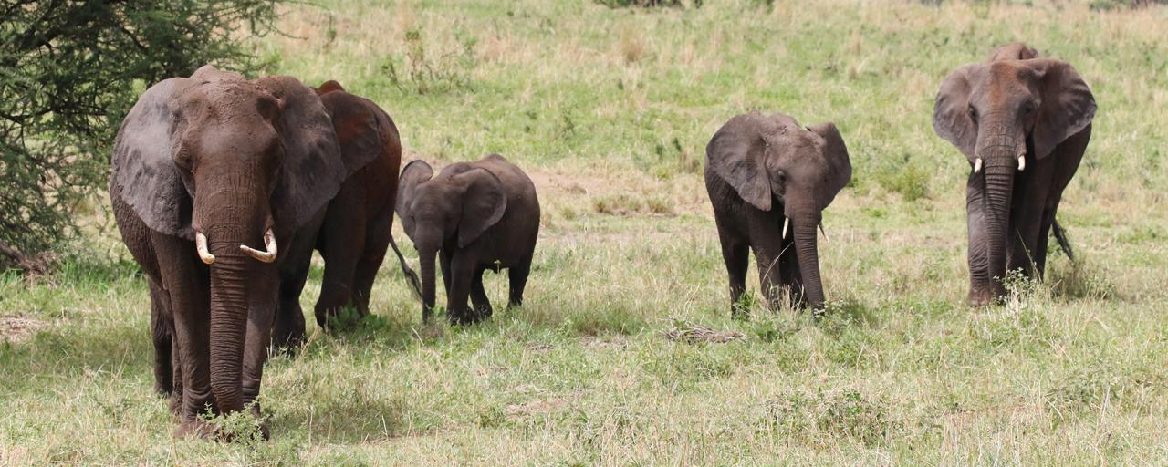 Tarangire National Park: elephants tanzania ngorongoro serengeti tarangire manyara exploringafrica safariadv romina facchi travel safari