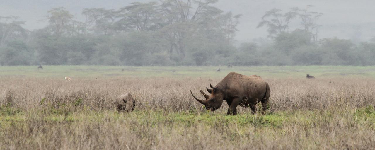 Ngorongoro Crater: Rhino and calf tanzania ngorongoro serengeti tarangire manyara exploringafrica safariadv romina facchi travel safari