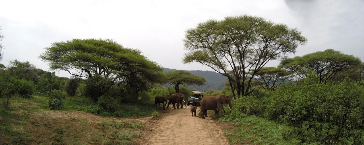 tanzania ngorongoro serengeti tarangire manyara exploringafrica safariadv romina facchi travel safari