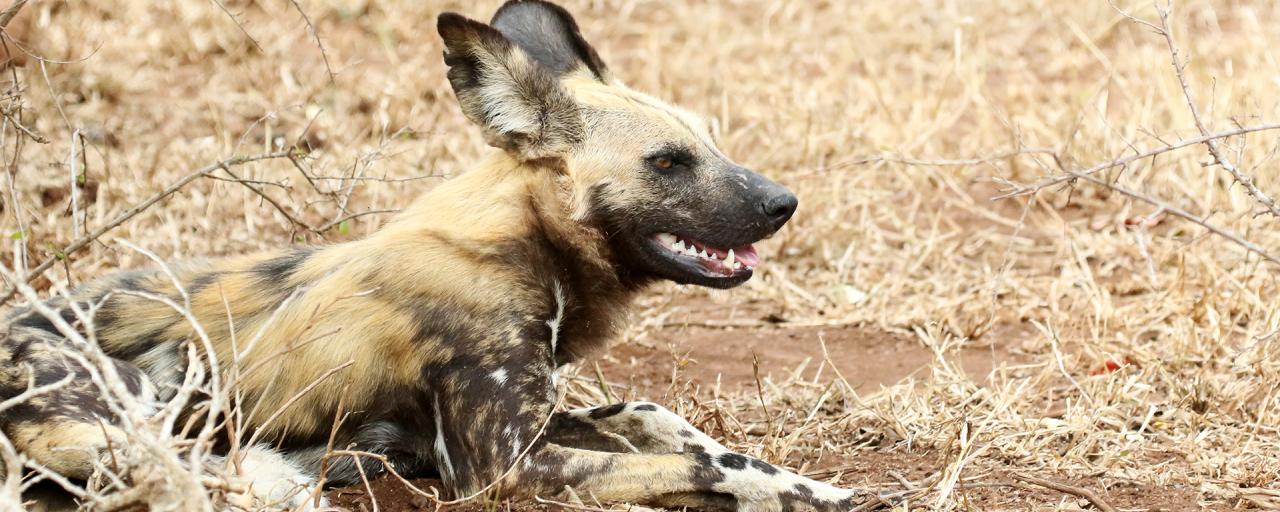 Kruger National Park: Wild Dog licaone south africa sudafrica exploringafrica safariadv kruger wilddog