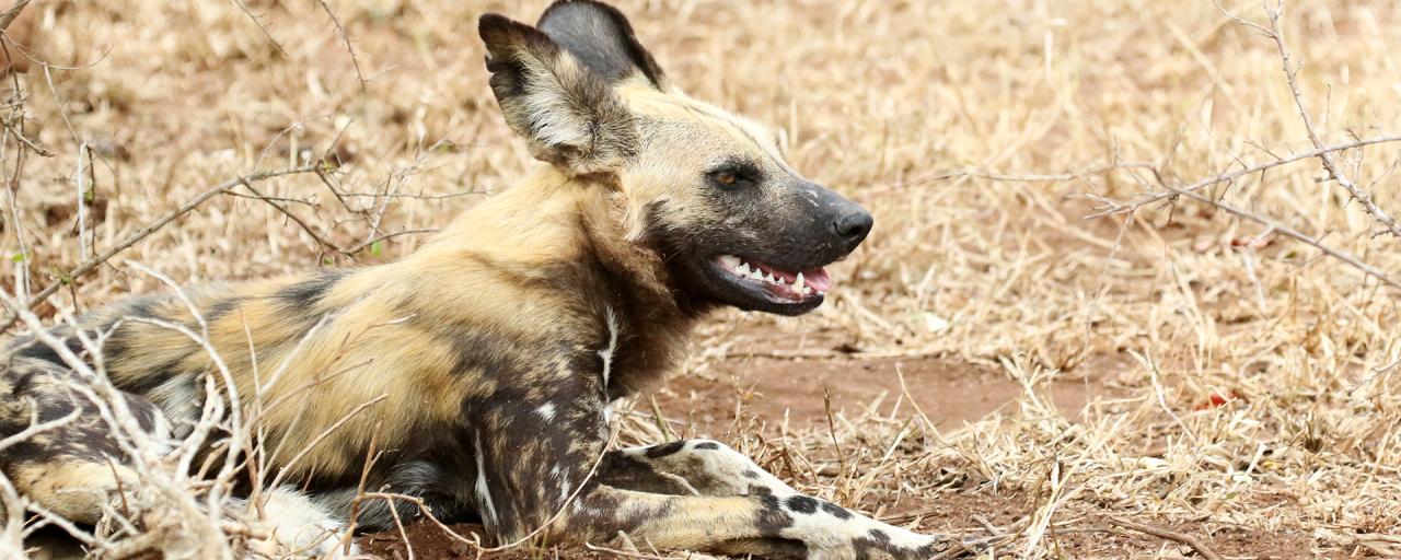 licaone south africa sudafrica exploringafrica safariadv kruger wilddog