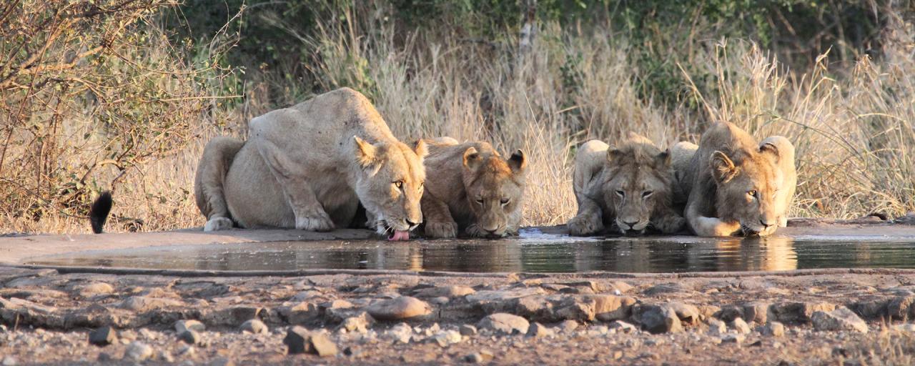 Kruger National Park: Lions south africa sudafrica exploringafrica safariadv kruger lion safari travel