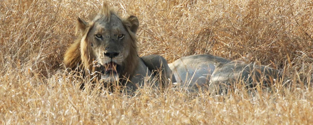 Kruger National Park: Lion south africa sudafrica exploringafrica safariadv kruger lion safari travel