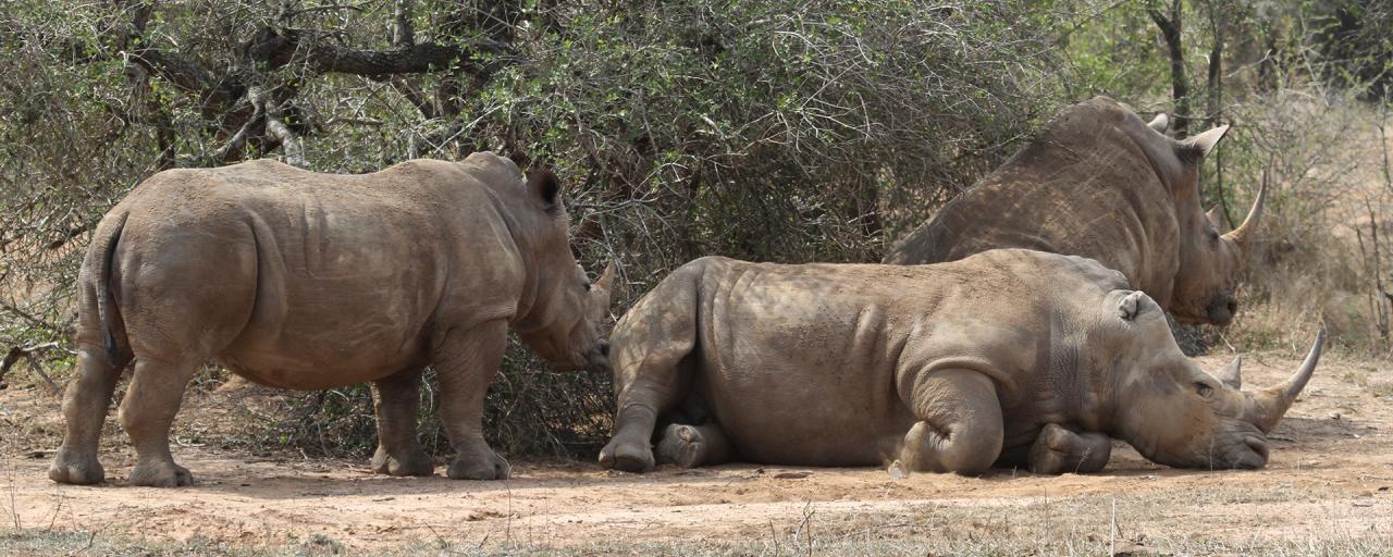 Hlane Royal National Park: Rhinos swaziland exploringafrica safariadv romina facchi travel safari africa