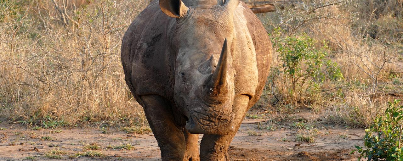 Mkhaya Game Reserve swaziland exploringafrica safariadv romina facchi travel safari africaz