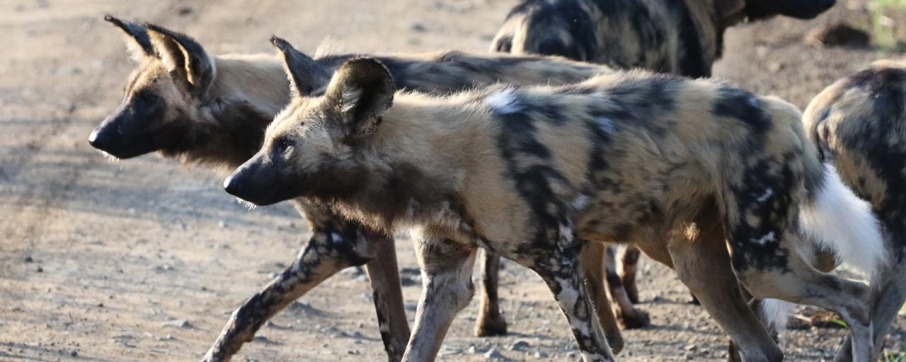 Hluhluwe-iMfolozi: Wild dogs south africa sudafrica exploringafrica safariadv Hluhluwe-iMfolozi safari travel