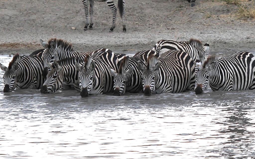 zebre tanzania tarangire africa zebra