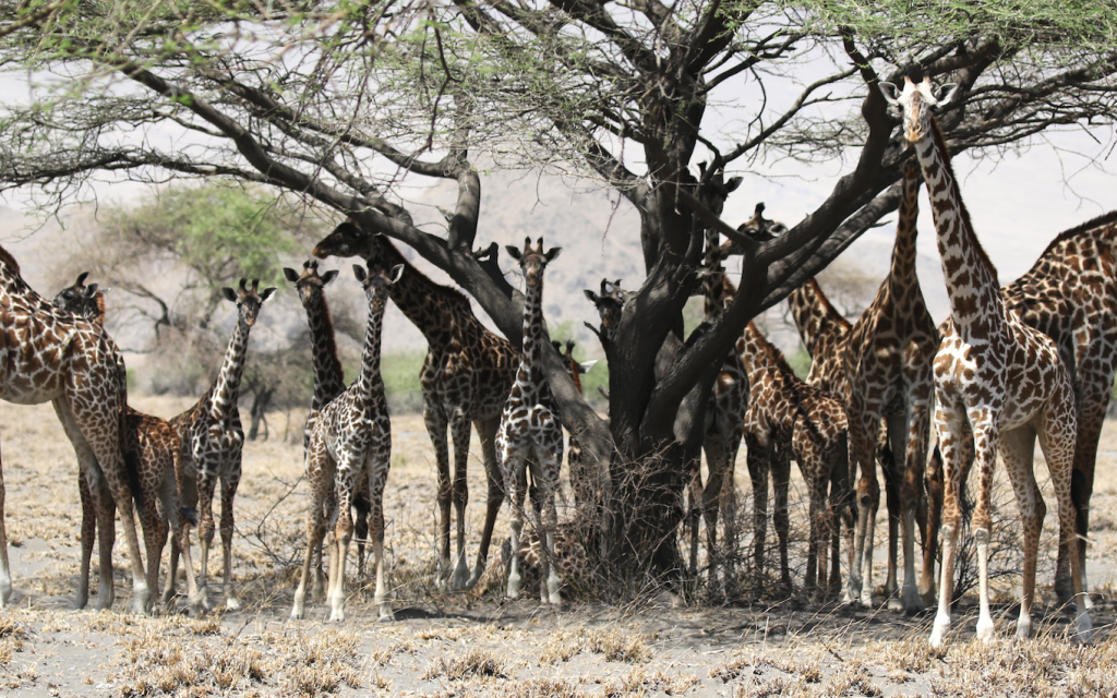 tanzania lake natron giraffe