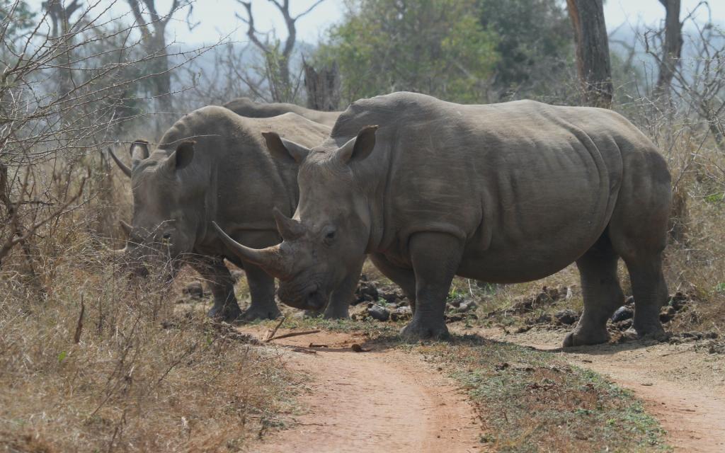 swaziland hlane rhino rinoceronte