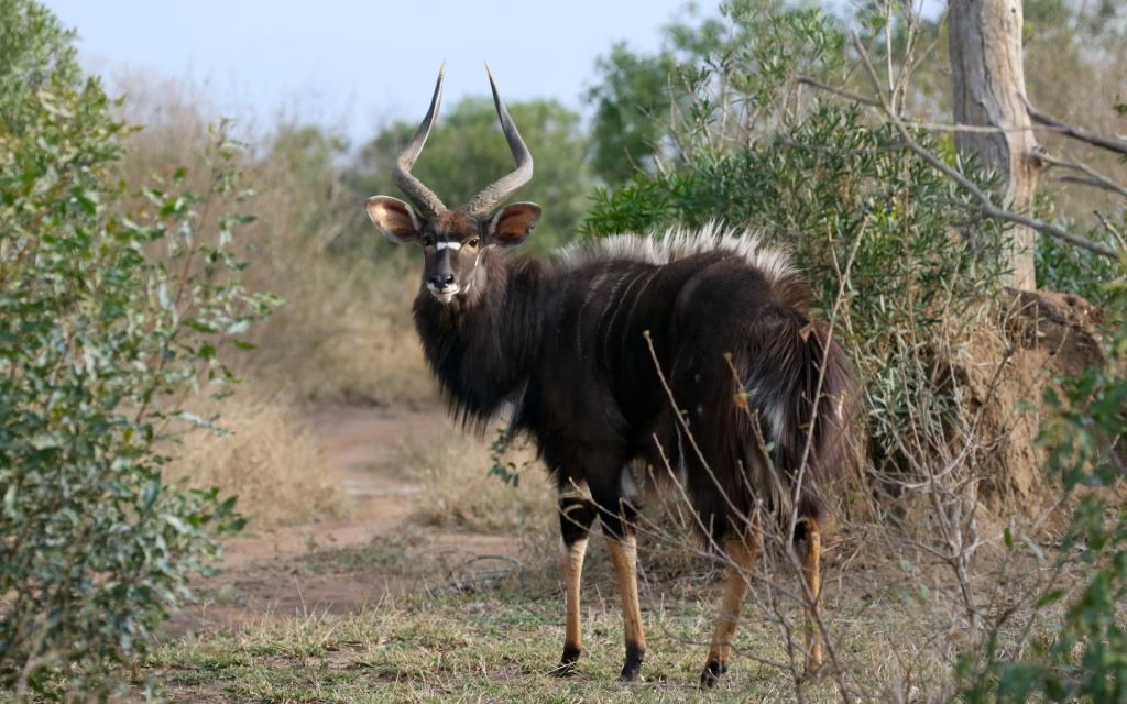 swaziland nyala 