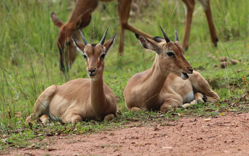 swaziland Mlilwane