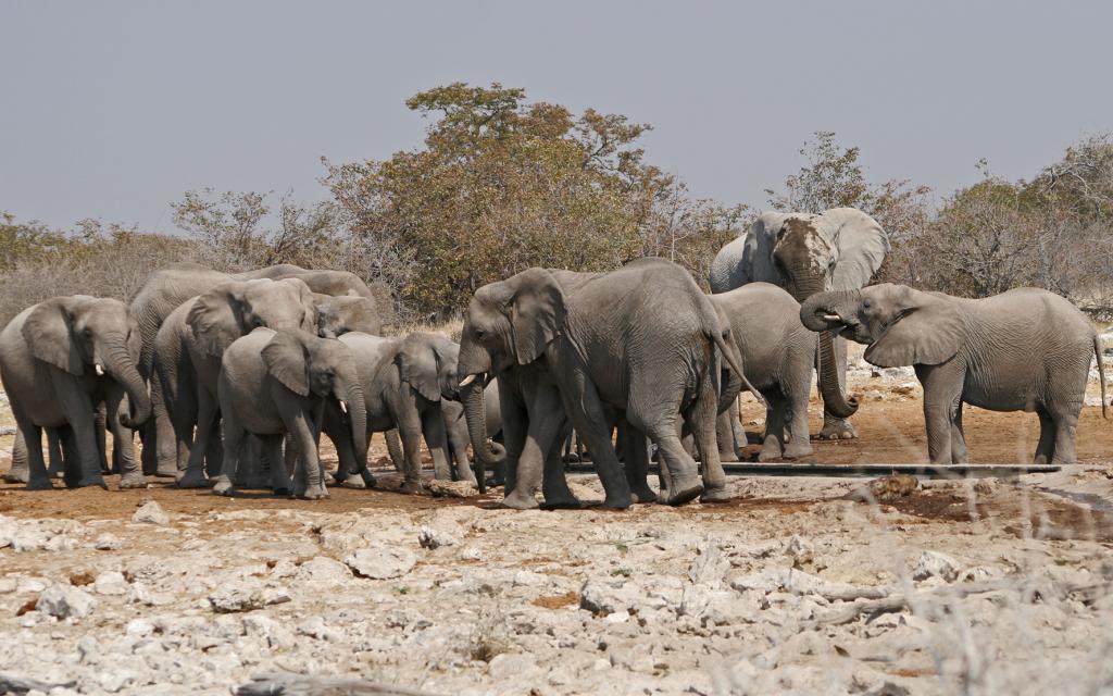  namibia africa elephant national parks etosha